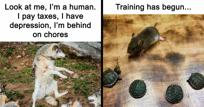 81 Funny Animal Memes That Might Temporarily Fix Your Life