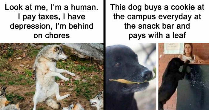 81 Funny Animal Memes That Might Temporarily Fix Your Life