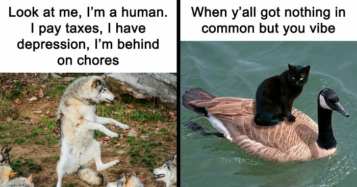 81 Funny Animal Memes That Might Temporarily Fix Your Life