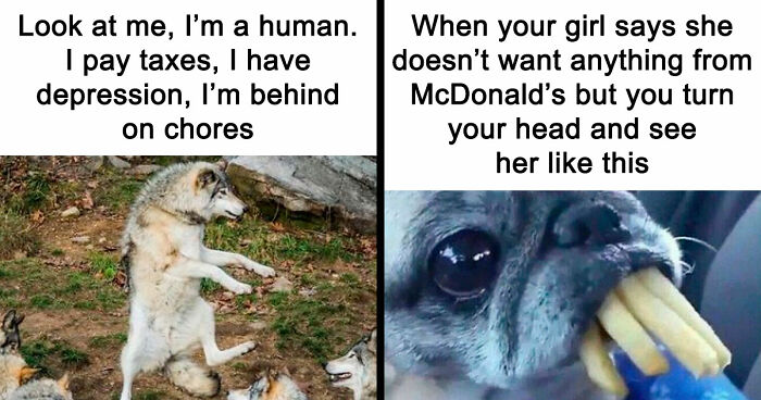 81 Funny Animal Memes That Might Temporarily Fix Your Life