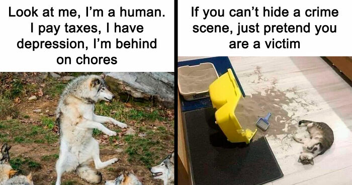 81 Funny Animal Memes That Might Temporarily Fix Your Life