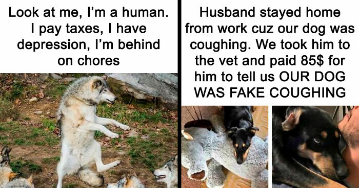 81 Funny Animal Memes That Might Temporarily Fix Your Life