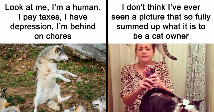 81 Funny Animal Memes That Might Temporarily Fix Your Life