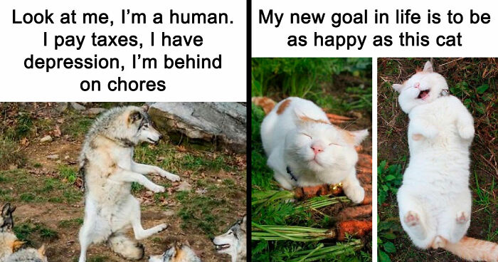 81 Funny Animal Memes That Might Temporarily Fix Your Life