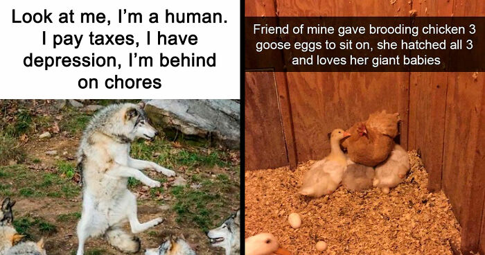 81 Funny Animal Memes That Might Temporarily Fix Your Life