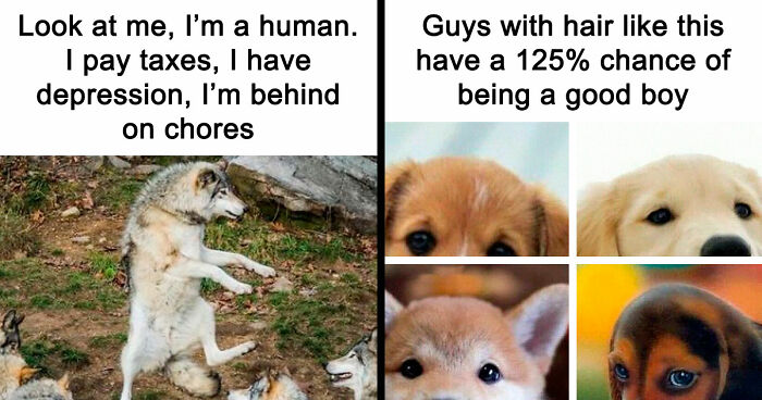 81 Funny Animal Memes That Might Temporarily Fix Your Life