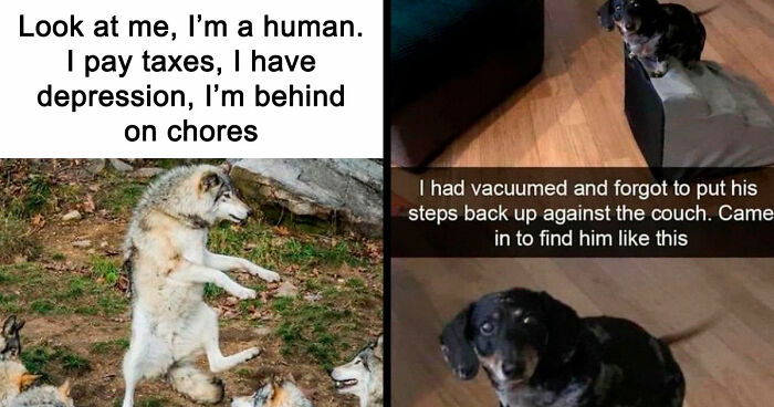81 Funny Animal Memes That Might Temporarily Fix Your Life