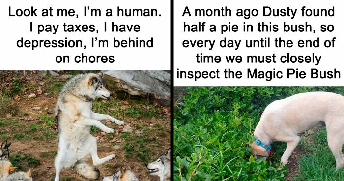 81 Funny Animal Memes That Might Temporarily Fix Your Life