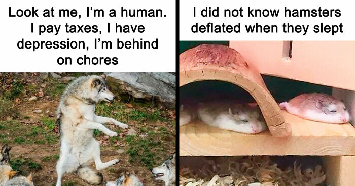 81 Funny Animal Memes That Might Temporarily Fix Your Life