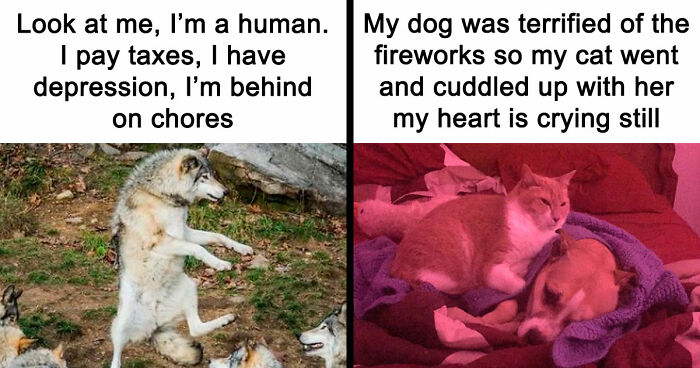 81 Funny Animal Memes That Might Temporarily Fix Your Life