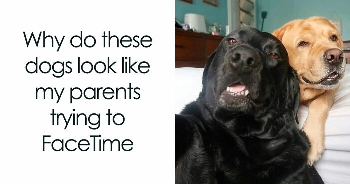 81 Funny Animal Memes That Might Temporarily Fix Your Life