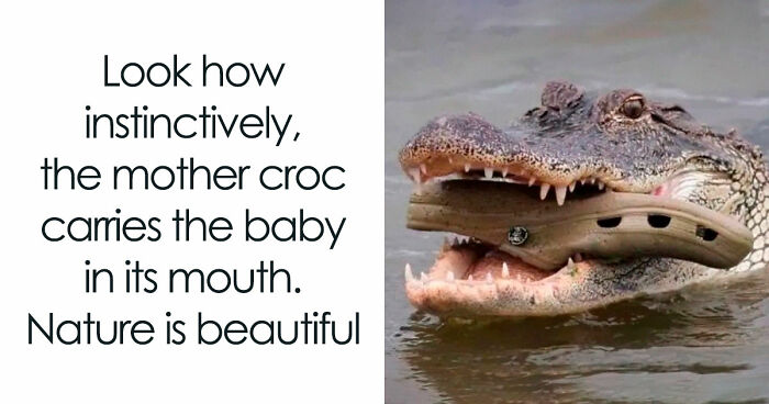 81 Funny Animal Memes That Might Temporarily Fix Your Life