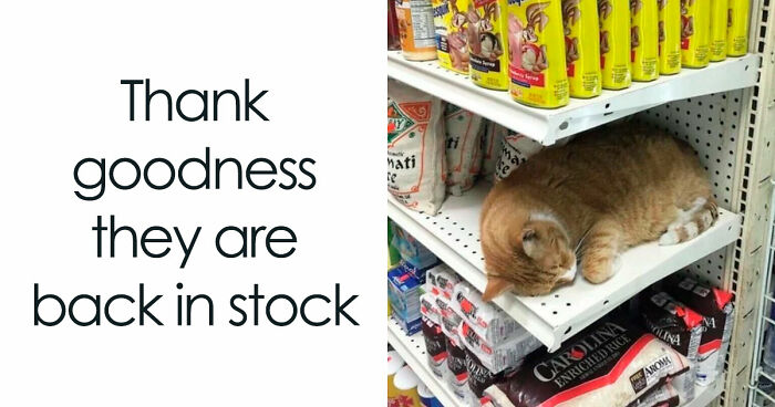 81 Funny Animal Memes That Might Temporarily Fix Your Life
