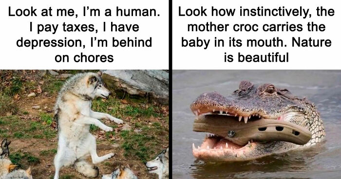 81 Funny Animal Memes That Might Temporarily Fix Your Life