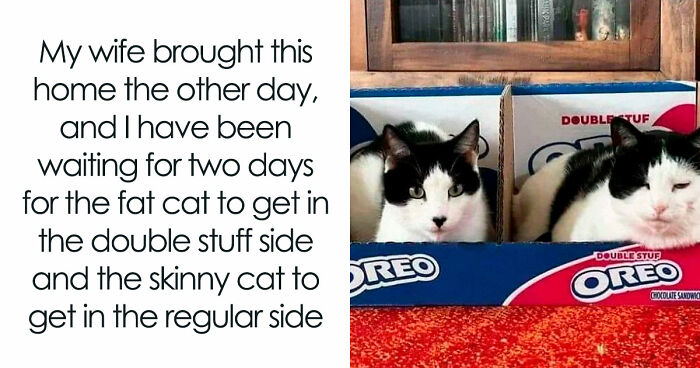 81 Funny Animal Memes That Might Temporarily Fix Your Life