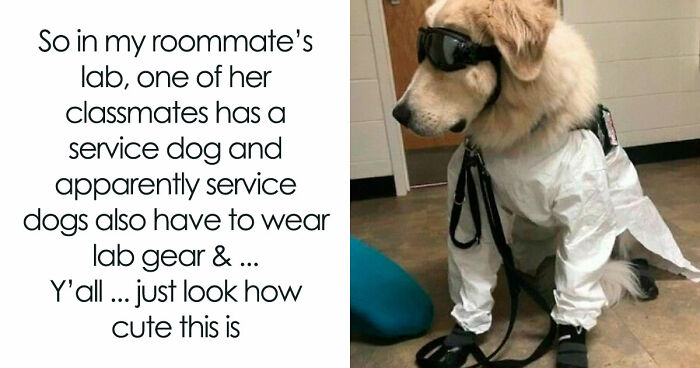 81 Funny Animal Memes That Might Temporarily Fix Your Life
