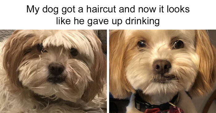 81 Funny Animal Memes That Might Temporarily Fix Your Life