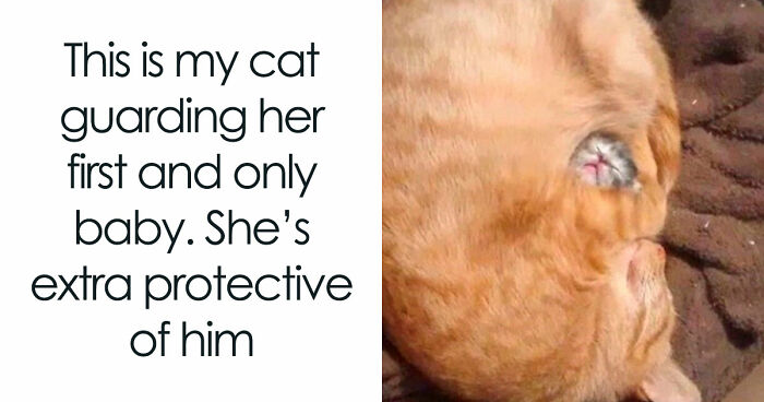 81 Funny Animal Memes That Might Temporarily Fix Your Life