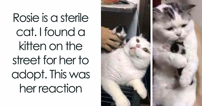 81 Funny Animal Memes That Might Temporarily Fix Your Life