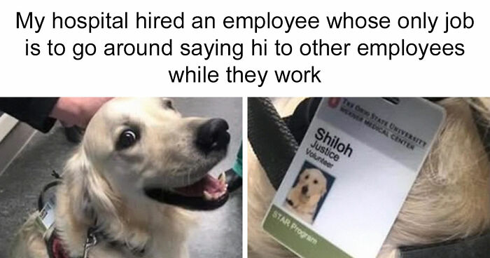 81 Funny Animal Memes That Might Temporarily Fix Your Life