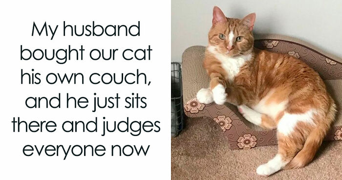 81 Funny Animal Memes That Might Temporarily Fix Your Life