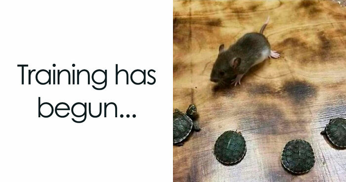81 Funny Animal Memes That Might Temporarily Fix Your Life