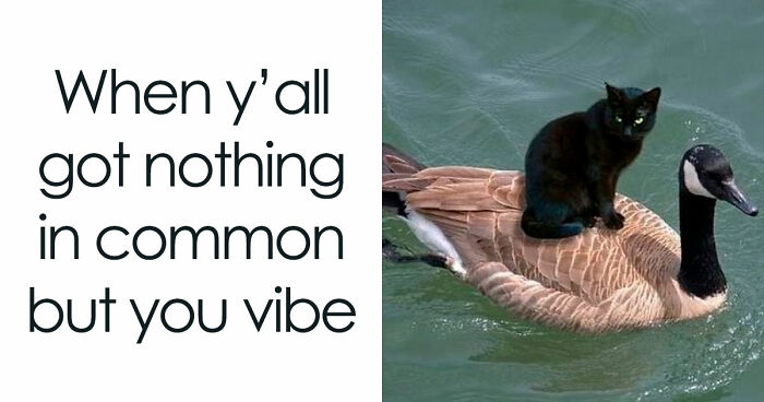 81 Hilarious Photos And Memes Featuring Animals That Might Just Melt Your Heart