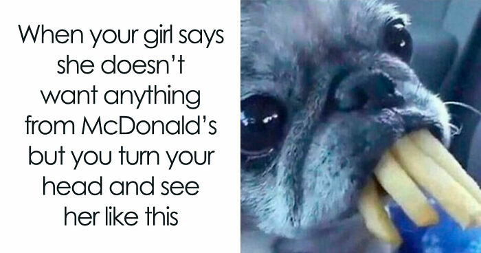 81 Funny Animal Memes That Might Temporarily Fix Your Life