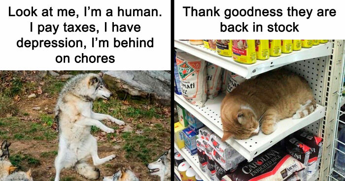 81 Funny Animal Memes That Might Temporarily Fix Your Life