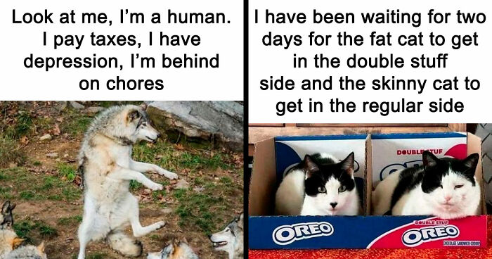 81 Funny Animal Memes That Might Temporarily Fix Your Life
