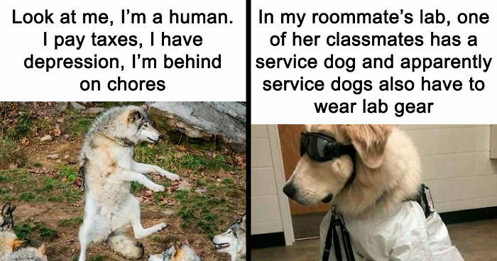 81 Funny Animal Memes That Might Temporarily Fix Your Life