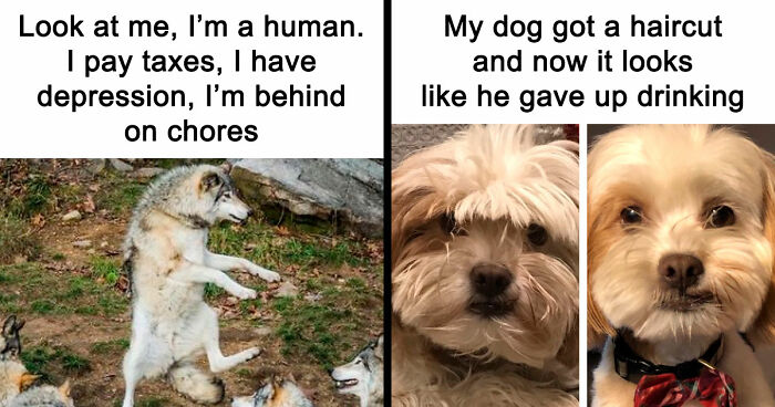 81 Funny Animal Memes That Might Temporarily Fix Your Life