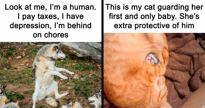 81 Funny Animal Memes That Might Temporarily Fix Your Life