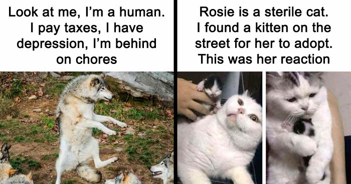 81 Funny Animal Memes That Might Temporarily Fix Your Life