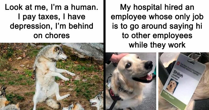 81 Funny Animal Memes That Might Temporarily Fix Your Life