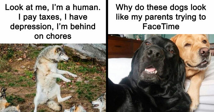81 Funny Animal Memes That Might Temporarily Fix Your Life
