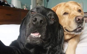 81 Soul-Healing Animal Memes You Didn't Know You Needed