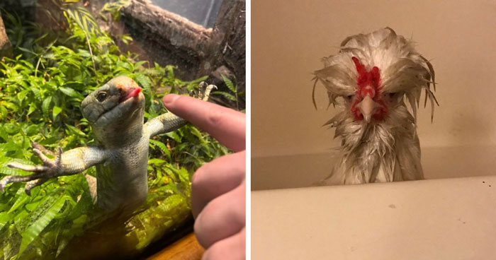 99 Funny Animal Faces That Prove Every Creature On Earth Has A Whole Personality
