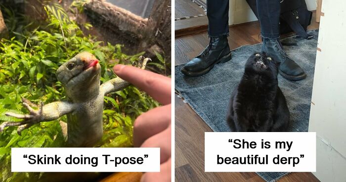 99 Funny Animal Faces That Prove Every Creature On Earth Has A Whole Personality