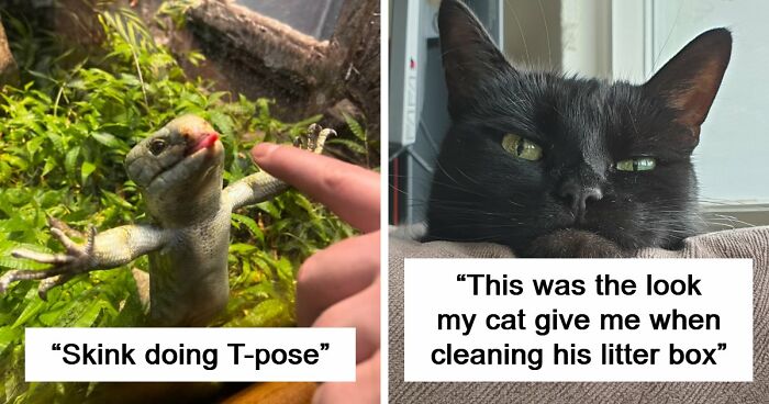 99 Funny Animal Faces That Prove Every Creature On Earth Has A Whole Personality