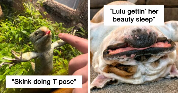 99 Funny Animal Faces That Prove Every Creature On Earth Has A Whole Personality