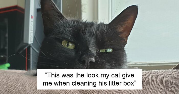 99 Funny Animal Faces That Prove Every Creature On Earth Has A Whole Personality