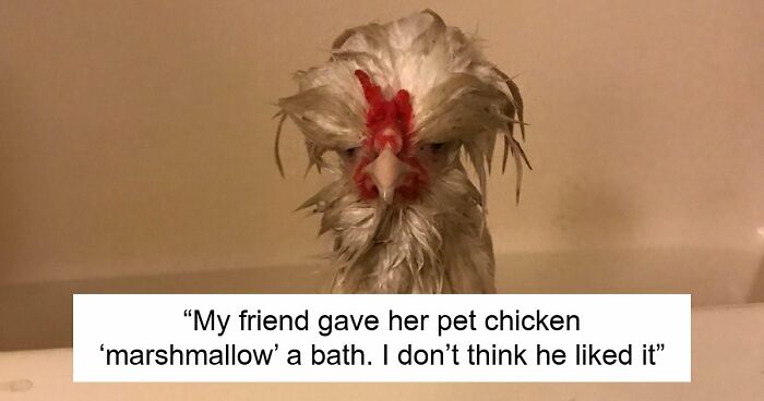 99 Funny Animal Faces That Prove Every Creature On Earth Has A Whole Personality