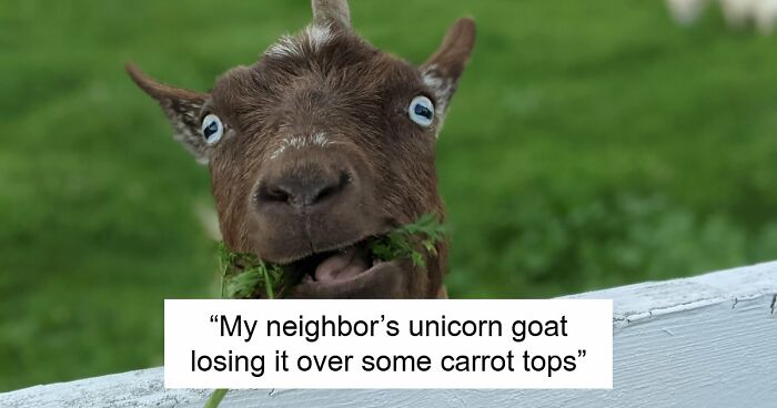 99 Funny Animal Faces That Prove Every Creature On Earth Has A Whole Personality