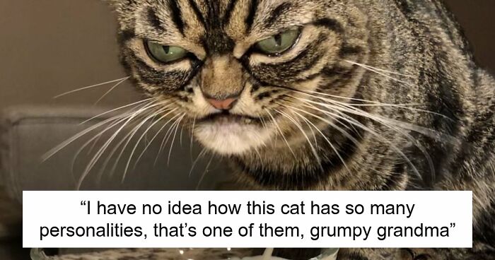 99 Funny Animal Faces That Prove Every Creature On Earth Has A Whole Personality