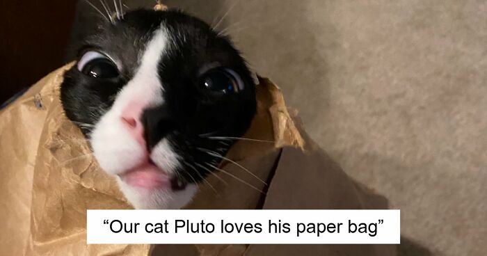 99 Funny Animal Faces That Prove Every Creature On Earth Has A Whole Personality