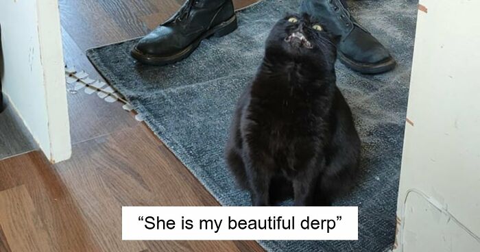 99 Funny Animal Faces That Prove Every Creature On Earth Has A Whole Personality