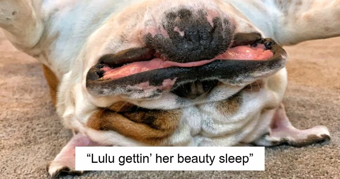 99 Funny Animal Faces That Prove Every Creature On Earth Has A Whole Personality