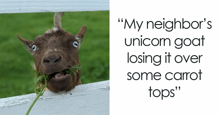 99 Funny Animal Faces That Prove Every Creature On Earth Has A Whole Personality