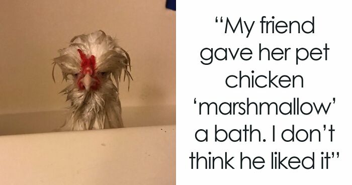 99 Funny Animal Faces That Prove Every Creature On Earth Has A Whole Personality